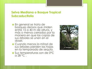 Selva Mediana o Bosque Tropical
Subcaducifolio
 En general se trata de
bosques densos que miden
entre 15 a 40 m de altura, y
más o menos cerrados por la
manera en que las copas de
sus árboles se unen en el
dosel.
 Cuando menos la mitad de
sus árboles pierden las hojas
en la temporada de sequía.
 Sus temperaturas son de 0°C
a 28 °C .
 