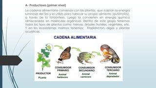 A- Productores (primer nivel)
La cadena alimentaria comienza con las plantas, que captan la energía
luminosa del Sol y la utiliza para fabricar su propio alimento (autótrofos),
a través de la fotosíntesis. Luego la convierten en energía química
almacenada en moléculas orgánicas. Dentro de este grupo tenemos
todos los tipos de plantas como: hiervas, árboles frutales, vegetales, etc.
Y en los ecosistemas marinos tenemos: fitoplancton, algas y plantas
acuáticas.
 