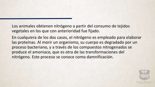 Los animales obtienen nitrógeno a partir del consumo de tejidos
vegetales en los que con anterioridad fue fijado.
En cualquiera de los dos casos, el nitrógeno es empleado para elaborar
las proteínas. Al morir un organismo, su cuerpo es degradado por un
proceso bacteriano, y a través de los compuestos nitrogenados se
produce el amoniaco, que es otra de las transformaciones del
nitrógeno. Este proceso se conoce como damnificación.
 