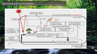 Redes tróficas de los Ecosistemas
 