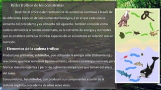 Redes tróficas de los ecosistemas
Describe el proceso de transferencia de sustancias nutritivas a través de
las diferentes especies de una comunidad biológica,2 en el que cada uno se
alimenta del precedente y es alimento del siguiente. También conocida como
cadena alimenticia o cadena alimentaria, es la corriente de energía y nutrientes
que se establece entre las distintas especies de un ecosistema en relación con su
nutrición.
- Elementos de la cadena trófica:
Productores primarios, autótrofos, que utilizando la energía solar (fotosíntesis) o
reacciones químicas minerales (quimiosíntesis), obtienen la energía necesaria para
fabricar materia orgánica a partir de nutrientes inorgánicos que toman del aire y
del suelo.
Consumidores, heterótrofos, que producen sus componentes a partir de la
materia orgánica procedente de otros seres vivos.
 