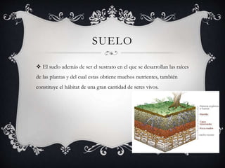 SUELO
 El suelo además de ser el sustrato en el que se desarrollan las raíces
de las plantas y del cual estas obtiene muchos nutrientes, también
constituye el hábitat de una gran cantidad de seres vivos.
 