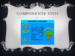 COMPONENTE VIVO
 