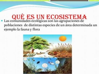 ECOSISTEMA
Un ecosistema es el conjunto formado por los seres vivos y
los elementos no vivos del ambiente y la relación vital que
se establece entre ellos. La ciencia encargada de estudiar los
ecosistemas y estas relaciones es la llamada ecología.
 
