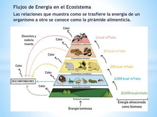 Flujos de Energía en el Ecosistema
Las relaciones que muestra como se trasfiere la energía de un
organismo a otro se conoce como la pirámide alimenticia.
 