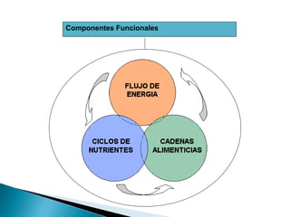 Componentes Funcionales
 