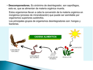 • Descomponedores. Es sinónimo de desintegrador, son saprófagos,
esto es, que se alimentan de materia orgánica muerta.
Estos organismos llevan a cabo la conversión de la materia orgánica en
inorgánica (proceso de mineralización) que puede ser asimilable por
organismos superiores autótrofos.
Los principales grupos de organismos desintegradores son: hongos y
bacterias.
 