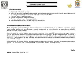 Ecosistema cerrado (JHI).
Eventos destacados.
 Movimiento de los Helix aspersa.
 Aparición de hongos. Dadas sus características (apariencia de capilares color blanco grisáceo de gran abundancia
en una regla de madera) probablemente se trata de una especie de Moho.
 Aparición de otro Phaseolus vulgaris.
 Toda la condensación visible desapareció.
 Aparición de hojas en una Phaseolus vulgaris.
 Pequeñas plantas crecieron sobre el Bryophyta sensu stricto..
Hipótesis sobre los eventos relevantes:
Dada la repentina aparición de hongos, tomando en cuenta que, voluntariamente, no los incluimos, suponemos que ya
había esporas fúngicas en la tierra, el musgo o en algún otro elemento del EC7 (inclusive en las reglas métricas) antes de
haberlo aislado en cuanto a materia.
Suponiendo que las esporas fúngicas se encontraban en cualquier elemento del EC7 a excepción de las reglas métricas,
gracias al movimiento browniano (movimiento que lleva a cabo una partícula muy pequeña que está inmersa en un fluido.
Se caracteriza por ser continuo y muy irregular) y a la humedad relativa de 82%, las esporas pudieron haberse dispersado
por el EC7 y, al coincidir con un lugar adecuado para desarrollarse (madera con alta humedad), las esporas concretaron
una colonia de hongos.
Suponiendo que las esporas fúngicas ya se encontraban en las reglas métricas, la colonia de hongos pudo desarrollarse
gracias a las condiciones de la superficie en donde se encontraban (madera con alta humedad).
Día IV.
Fecha. Sábado 29 de agosto de 2015.
 