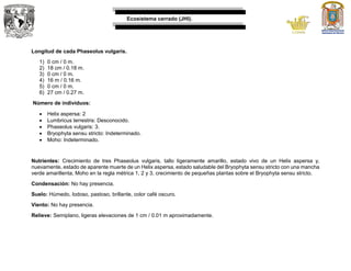 Ecosistema cerrado (JHI).
Longitud de cada Phaseolus vulgaris.
1) 0 cm / 0 m.
2) 18 cm / 0.18 m.
3) 0 cm / 0 m.
4) 16 m / 0.16 m.
5) 0 cm / 0 m.
6) 27 cm / 0.27 m.
Número de individuos:
 Helix aspersa: 2
 Lumbricus terrestris: Desconocido.
 Phaseolus vulgaris: 3.
 Bryophyta sensu stricto: Indeterminado.
 Moho: Indeterminado.
Nutrientes: Crecimiento de tres Phaseolus vulgaris, tallo ligeramente amarillo, estado vivo de un Helix aspersa y,
nuevamente, estado de aparente muerte de un Helix aspersa, estado saludable del Bryophyta sensu stricto con una mancha
verde amarillenta, Moho en la regla métrica 1, 2 y 3, crecimiento de pequeñas plantas sobre el Bryophyta sensu stricto.
Condensación: No hay presencia.
Suelo: Húmedo, lodoso, pastoso, brillante, color café oscuro.
Viento: No hay presencia.
Relieve: Semiplano, ligeras elevaciones de 1 cm / 0.01 m aproximadamente.
 