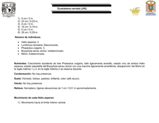Ecosistema cerrado (JHI).
1) 0 cm / 0 m.
2) 23 cm / 0.23 m.
3) 0 cm / 0 m.
4) 19 cm / 0.19 m.
5) 0 cm / 0 m.
6) 29 cm / 0.29 m.
Número de individuos:
 Helix aspersa: 2
 Lumbricus terrestris: Desconocido.
 Phaseolus vulgaris: 3.
 Bryophyta sensu stricto: Indeterminado.
 Moho: Indeterminado.
Nutrientes: Crecimiento excelente de tres Phaseolus vulgaris, tallo ligeramente amarillo, estado vivo de ambos Helix
aspersa, estado saludable del Bryophyta sensu stricto con una mancha ligeramente amarillenta, desaparición del Moho en
la regla métrica 1 y 3, en la regla métrica 2 se observa decaído.
Condensación: No hay presencia.
Suelo: Húmedo, lodoso, pastoso, brillante, color café oscuro.
Viento: No hay presencia.
Relieve: Semiplano, ligeras elevaciones de 1 cm / 0.01 m aproximadamente.
Movimiento de cada Helix aspersa:
1) Movimiento hacía el límite inferior central.
 