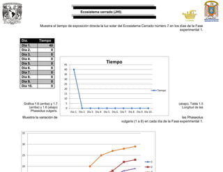Ecosistema cerrado (JHI).
Muestra el tiempo de exposición directa la luz solar del Ecosistema Cerrado número 7 en los días de la Fase
experimental 1.
Día. Tiempo
Día 1. 40
Día 2. 0
Día 3. 0
Día 4. 0
Día 5. 0
Día 6. 0
Día 7. 0
Día 8. 0
Día 9. 0
Día 10. 0
Gráfica 1.6 (arriba) y 1.7 (abajo), Tabla 1.5
(arriba) y 1.6 (abajo) Longitud de las
Phaseolus vulgaris.
Muestra la variación de las Phaseolus
vulgaris (1 a 6) en cada día de la Fase experimental 1.
0
5
10
15
20
25
30
35
40
45
Día 1. Día 2. Día 3. Día 4. Día 5. Día 6. Día 7. Día 8. Día 9. Día 10.
Tiempo
Tiempo
20
25
30
35
1
2
 