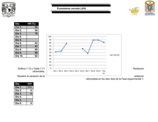 Ecosistema cerrado (JHI).
Día. HR (%)
Día 1. 52
Día 2. 54
Día 3. 78
Día 4.
Día 5.
Día 6. 62
Día 7. 47
Día 8. 89
Día 9. 89
Día 10. 82
Gráfica 1.12 y Tabla 1.11 Radiación
ultravioleta.
Muestra la variación de la radiación
ultravioleta en los diez días de la Fase experimental 1.
Día. IUV.
Día 1. 11+
Día 2. 9
Día 3. 5
Día 4.
Día 5.
Día 6. 9
0
10
20
30
40
50
60
70
80
90
100
Dia 1. Día 2. Día 3. Día 4. Día 5. Día 6. Día 7. Día 8. Día 9. Día
10.
HR (%)
 