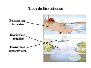 Tipos de Ecosistemas Ecosistema terrestre Ecosistema acuático Ecosistema aeroterrestre 
