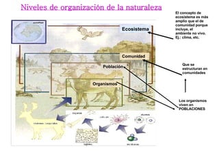 Niveles de organización de la naturaleza El concepto de ecosistema es más amplio que el de comunidad porque incluye, el ambiente no vivo. Ej.: clima, etc.  Ecosistema Comunidad Población Organismos Los organismos viven en POBLACIONES   Que se estructuran en comunidades 