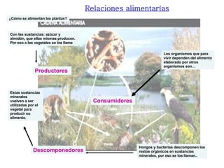 Relaciones alimentarías Productores Consumidores Descomponedores Con las sustancias: azúcar y almidón, que ellas mismas producen. Por eso a los vegetales se los llama ¿Cómo se alimentan las plantas? Los organismos que para vivir dependen del alimento elaborado por otros organismos son…  Hongos y bacterias descomponen los restos orgánicos en sustancias minerales, por eso se los llaman.. Estas sustancias minerales vuelven a ser utilizadas por el vegetal para producir su alimento. 