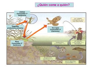 ¿Quién come a quién?   Libélula Consumidor 1º (herbívoro) Vegetales productores primarios Rana Consumidor 2º (herbívoro) Ave rapaz Consumidor 3º (Carnívoro) 