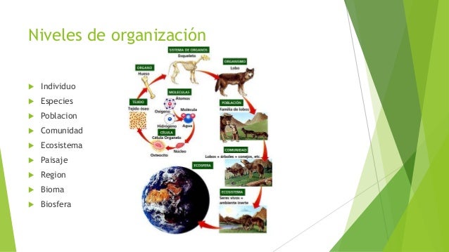 Ecología, Medio Ambiente, Ecosistema, Cadenas y Redes Troficas