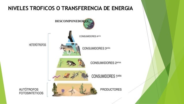 cadenas y redes alimenticias del ecosistema ecolog 237 a medio ambiente ecosistema cadenas y redes troficas cadenas y redes alimenticias del ecosistema ecolog 237 a medio ambiente ecosistema cadenas y redes troficas