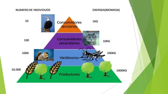 cadenas y redes troficas del paramo ecolog 237 a medio ambiente ecosistema cadenas y redes troficas cadenas y redes troficas del paramo ecolog 237 a medio ambiente ecosistema cadenas y redes troficas