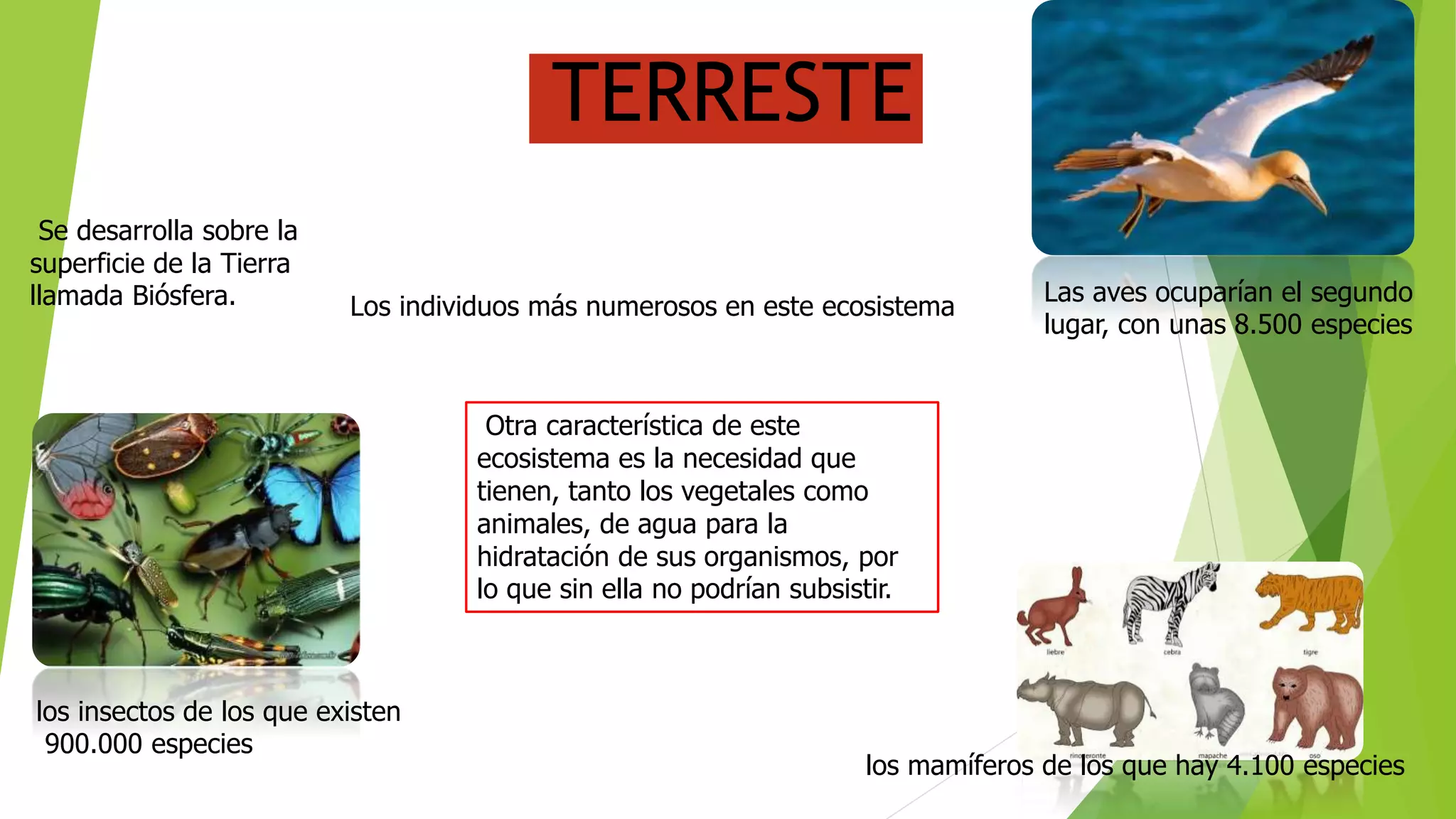 Ecosistema | PPTX