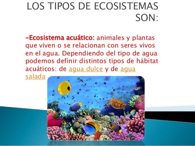 Ecosistema acuáticoDarma Maritza Ladkane Gradosaspecto1
