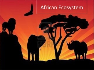 African Ecosystem
 