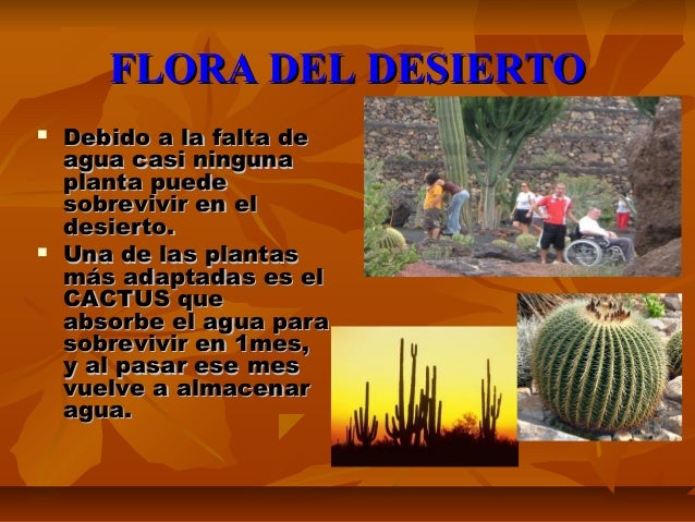 Ecosistema del desierto por Alazne