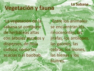 Vegetación y fauna 
•La vegetación de la 
sabana se compone 
de herbáceas altas 
con árboles escasos y 
dispersos, de hoja 
caduca, como las 
acacias o el baobab. 
La Sabana 
•Entre los animales 
se encuentran los 
rinocerontes, las 
jirafas, los antílopes, 
las gacelas, las 
cebras, los leones, 
las hienas y los 
buitres. 
 
