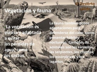 Vegetación y fauna 
• La vegetación es 
escasa y adaptada 
a evitar 
las pérdidas de 
agua, como 
los cactus. 
El Desierto 
cálido 
La fauna también posee 
adaptaciones para 
defenderse del calor, como 
presentar hábitos 
nocturnos. Ejemplos de 
animales son los camellos, 
las serpientes, los coyotes, 
los escorpiones y los 
lagartos. 
 