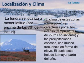 Localización y Clima 
La tundra se localiza a 
menor latitud (por 
encima de los 70º de 
latitud). 
La Tundra 
•El clima de estas zonas 
(clima polar) se 
caracteriza por el frío 
intenso (temperaturas 
de -50 ºC en invierno) y 
las precipitaciones 
escasas, con mucha 
frecuencia en forma de 
nieve. El suelo está 
helado la mayor parte 
del año. 
 