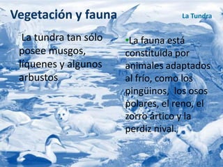 Vegetación y fauna 
La tundra tan sólo 
posee musgos, 
líquenes y algunos 
arbustos. 
La Tundra 
•La fauna está 
constituida por 
animales adaptados 
al frío, como los 
pingüinos, los osos 
polares, el reno, el 
zorro ártico y la 
perdiz nival. 
 