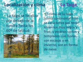 Localización y clima 
• La taiga se localiza 
por debajo de la 
tundra hasta los 
60º de latitud. 
La Taiga 
•El clima de la taiga 
(clima continental frío) 
se caracteriza por tener 
inviernos muy largos y 
fríos, y veranos cortos y 
templados. Las lluvias 
son escasas y en 
invierno, son en forma 
de nieve. 
 
