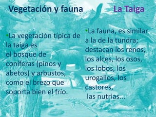 Vegetación y fauna 
•La vegetación típica de 
la taiga es 
el bosque de 
coníferas (pinos y 
abetos) y arbustos, 
como el brezo que 
soporta bien el frío. 
La Taiga 
•La fauna, es similar 
a la de la tundra; 
destacan los renos, 
los alces, los osos, 
los lobos, los 
urogallos, los 
castores, 
las nutrias... 
 