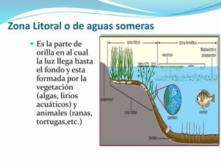 Zona Litoral o de aguas someras 
 Es la parte de 
orilla en al cual 
la luz llega hasta 
el fondo y esta 
formada por la 
vegetación 
(algas, lirios 
acuáticos) y 
animales (ranas, 
tortugas,etc.) 
 