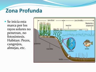 Zona Profunda 
 Se inicia esta 
marca por los 
rayos solares no 
penetran, no 
fotosíntesis. 
Habitan: Peces, 
cangrejos, 
almejas, etc. 
 
