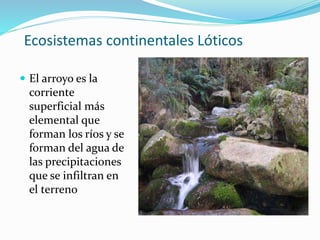 Ecosistemas continentales Lóticos 
 El arroyo es la 
corriente 
superficial más 
elemental que 
forman los ríos y se 
forman del agua de 
las precipitaciones 
que se infiltran en 
el terreno 
 