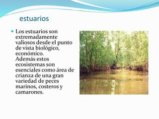 estuarios 
 Los estuarios son 
extremadamente 
valiosos desde el punto 
de vista biológico, 
económico. 
Además estos 
ecosistemas son 
esenciales como área de 
crianza de una gran 
variedad de peces 
marinos, costeros y 
camarones. 
 