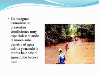  En las aguas 
estuarinas se 
presentan 
condiciones muy 
especiales: cuando 
la marea sube 
penetra el agua 
salada y cuando la 
marea baja sale el 
agua dulce hacia el 
mar. 
 