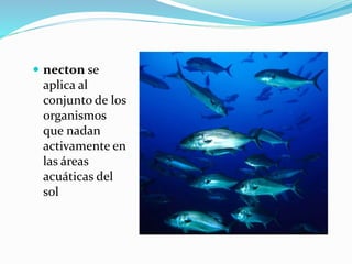  necton se 
aplica al 
conjunto de los 
organismos 
que nadan 
activamente en 
las áreas 
acuáticas del 
sol 
 