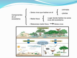 Componentes de un ecosistema 
Componentes 
de un 
ecosistema 
- Seres vivos que habitan en él 
- animales 
- plantas 
- Medio físico 
-Lugar donde habitan los seres 
vivos del ecosistema. 
- Relaciones medio físico Seres vivos 
ECOSISTEMA 
MEDIO FÍSICO SERES VIVOS 
RELACIONES ENTRE 
SERES VIVOS Y MEDIO 
FÍSICO 
 