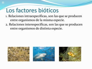 Los factores bióticos 
1. Relaciones intraespecíficas, son las que se producen 
entre organismos de la misma especie. 
2. Relaciones interespecíficas, son las que se producen 
entre organismos de distinta especie. 
11 
 