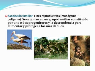 Asociación familiar: Fines reproductivos (monógama – 
polígama). Se originan en un grupo familiar constituido 
por uno o dos progenitores y la descendencia para 
alimentar y proteger a los más débiles. 
 