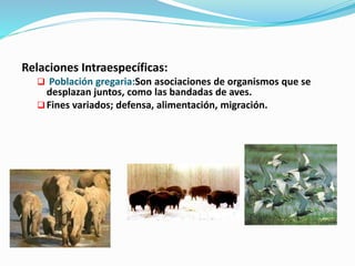 Relaciones Intraespecíficas: 
 Población gregaria:Son asociaciones de organismos que se 
desplazan juntos, como las bandadas de aves. 
 Fines variados; defensa, alimentación, migración. 
 