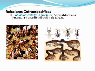 Relaciones Intraespecíficas: 
 Población estatal o Sociales. Se establece una 
jerarquía y una distribución de tareas. 
 