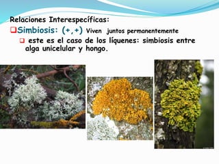 Relaciones Interespecíficas: 
Simbiosis: (+,+) Viven juntos permanentemente 
 este es el caso de los líquenes: simbiosis entre 
alga unicelular y hongo. 
 