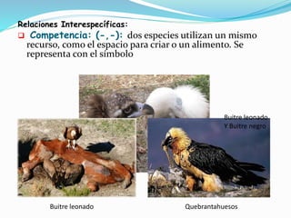 Relaciones Interespecíficas: 
 Competencia: (-,-): dos especies utilizan un mismo 
recurso, como el espacio para criar o un alimento. Se 
representa con el símbolo 
Buitre leonado 
Y Buitre negro 
Buitre leonado Quebrantahuesos 
 