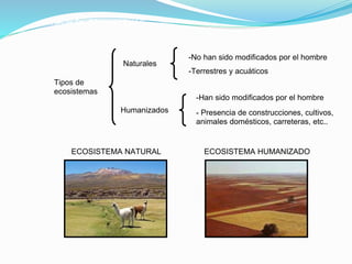 TIPOS DE ECOSISTEMAS 
Tipos de 
ecosistemas 
Naturales 
Humanizados 
-No han sido modificados por el hombre 
-Terrestres y acuáticos 
-Han sido modificados por el hombre 
- Presencia de construcciones, cultivos, 
animales domésticos, carreteras, etc.. 
ECOSISTEMA NATURAL ECOSISTEMA HUMANIZADO 
 