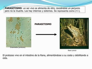 PARASITISMO: un ser vivo se alimenta de otro, causándole un perjuicio 
pero no la muerte. Los hay internos y externos. Se representa como (+/-), 
Entamoeba (protozoo) 
PARASITISMO 
Rana común 
El protozoo vive en el intestino de la Rana, alimentándose a su costa y debilitando a 
esta. 
 