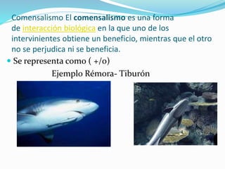 Comensalismo El comensalismo es una forma 
de interacción biológica en la que uno de los 
intervinientes obtiene un beneficio, mientras que el otro 
no se perjudica ni se beneficia. 
 Se representa como ( +/o) 
Ejemplo Rémora- Tiburón 
 