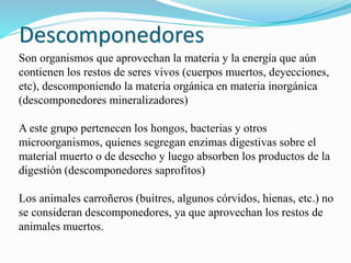 Descomponedores 
Son organismos que aprovechan la materia y la energía que aún 
contienen los restos de seres vivos (cuerpos muertos, deyecciones, 
etc), descomponiendo la materia orgánica en materia inorgánica 
(descomponedores mineralizadores) 
A este grupo pertenecen los hongos, bacterias y otros 
microorganismos, quienes segregan enzimas digestivas sobre el 
material muerto o de desecho y luego absorben los productos de la 
digestión (descomponedores saprofitos) 
Los animales carroñeros (buitres, algunos córvidos, hienas, etc.) no 
se consideran descomponedores, ya que aprovechan los restos de 
animales muertos. 
 